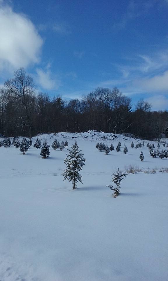 trees in the snow