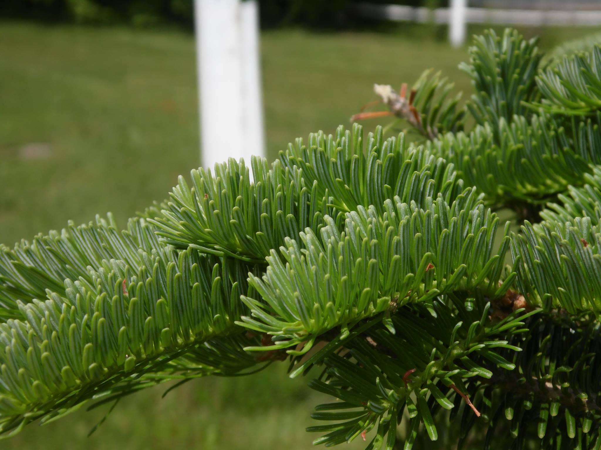 close up of balsam fir needles